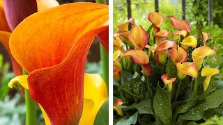 How to Grow Zantedeschia Calla Lilies Summer Garden Guide [upl. by Crooks981]