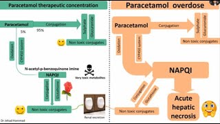 Paracetamol Acetaminophen hepatotoxicity and its management [upl. by Nerhtak488]