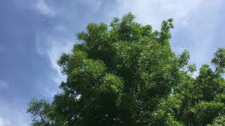 Narrow Leaved Ash Fraxinus angustifolia  leaves amp branches  June 2018 [upl. by Meridel]