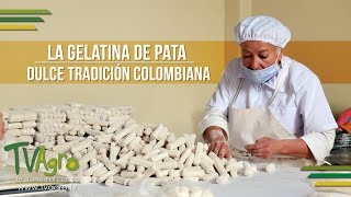 La Gelatina de Pata Dulce Tradición Colombiana  TvAgro por Juan Gonzalo Angel [upl. by Nicko]