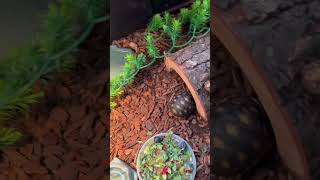 This baby Red Foot Tortoise says I’m tired I’m going to bed 🐢 [upl. by Nyleahs]