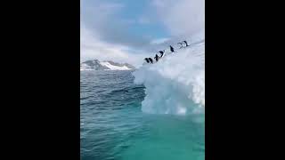 Chinstrap penguins clumsily dive off a glacier into the water [upl. by Dweck734]