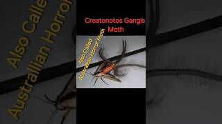 Meet the AUSTRALIAN HORROR MOTH or Creatonotos Gangis Moth Looks Eerie but does not bite humans [upl. by Pomcroy]