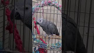 പൊന്നൂസാണോ  Malayalam talking parrot  African grey parrot  shorts shortsvideo [upl. by Halford449]