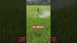 Insecticide SprayFarming FieldShort videoRanabhaja [upl. by Aron652]