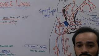 61 External Iliac artery  Branches of External iliac artery  Blood supply of lower limbs [upl. by Ariam]