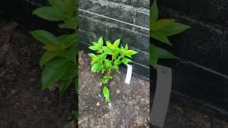 Planted a Star Jasmine garden plants shorts growplants [upl. by Hillery32]