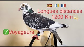 Pigeon voyageur longues et moyennes distances 1 [upl. by Nagel]