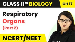 Class 11 Biology Chapter 17  Respiratory Organs Part 2  Breathing and Exchange of Gases [upl. by Enyad]