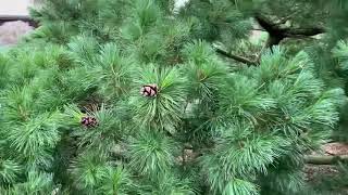 Pinus parviflora Goldilocks Variegated Dwarf Japanese White Pine January 31 2020 [upl. by Iel]