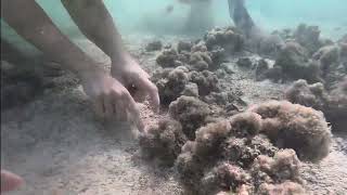 Pearl Diving at Jarada Island in the Arabian Gulf  Between Bahrain and Qatar [upl. by Latreece]