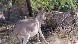 Donkeys are brayingDonkeys videos animals [upl. by Loralyn]