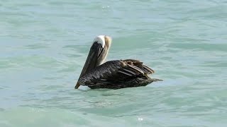 Pelicano  Pelecanus occidentalis 🙂 [upl. by Klarika]