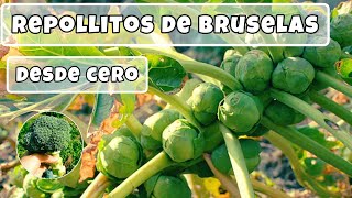 REPOLLITO DE BRUSELAS  Paso a paso como cultivarlo [upl. by Odnam]