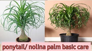 nolina palm  ponytail palm  care amp tips amp propagation [upl. by Forlini433]