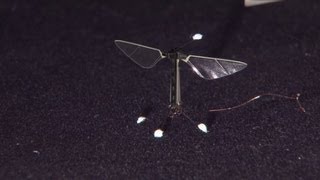 Robotic bees take flight [upl. by Debee334]