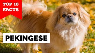 Pekingese  Top 10 Facts [upl. by Anilave]