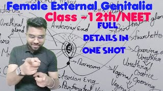 Female external genitaliavulvaPudendum class 12th amp NEET exam 2024 [upl. by Light88]