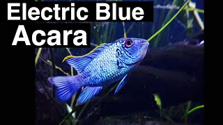 Electric Blue Acara Care [upl. by Leila]