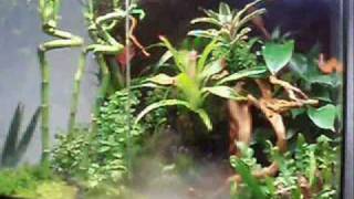 Exo Terra Terrarium Rainforest 60  45  60 part 1 [upl. by Siouxie365]