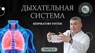 Дыхательная система часть 1  Respiratory system part 1 [upl. by Sabella]