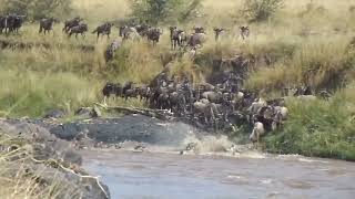 The Great Wildebeest Migration Happening in Kenya August 22nd 2015 [upl. by Ecydnarb]