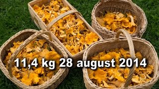 How to find lot of chanterelles 11 kg kantareller [upl. by Athelstan]