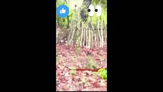 Smartness is way of life treading viral youtube RealBriggy wildlife [upl. by Byers414]