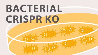 Gene Silencing Methods CRISPR vs TALENs vs RNAi [upl. by Eseerehc656]