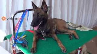 attacking belgian shepherd dog before kennel club dog show 2013 [upl. by Nomal]