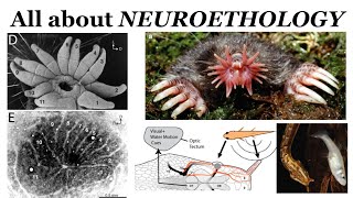 Introduction to Neuroscience 2 Lecture 26 Neuroethology [upl. by Grace719]