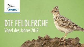 Die Feldlerche  Vogel des Jahres 2019 [upl. by Nosremaj]