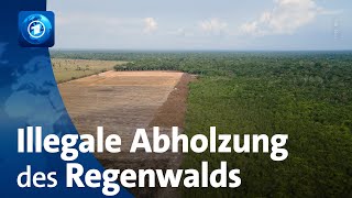 Treffen der AmazonasStaaten in Brasilien Regenwald durch illegale Abholzungen bedroht [upl. by Salamone]