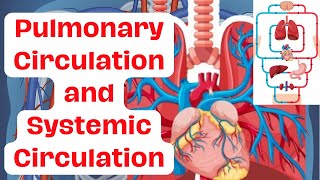 Pulmonary Circulation Systemic Circulation and Organ System Interactions Pt2 [upl. by Ataynik318]