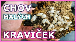 Chov isopodů Porcellio laevis Dairy Cow [upl. by Nyrmak]