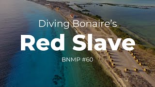 Diving Bonaires Red Slave [upl. by Channing]