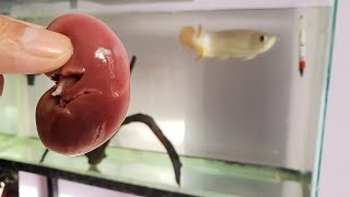 feeding Arowana fish Goat Kidney  complete food for fast growth amp color development [upl. by Astera539]