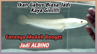 Channa striata AlbinoBegini Cara Membuat ikan gabus ini jadi seperti Albino [upl. by Lewie]