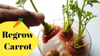 How to grow CarrotRegrow carrot by cutting [upl. by Skvorak]