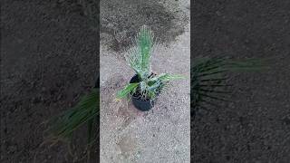 Planting a California Fan Palm how to plant a palm tree palms plants garden palmtrees palm [upl. by Einnhoj]