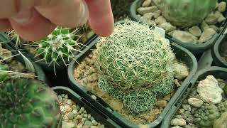 When and How To Water Cacti  Peak Growing Season [upl. by Schurman]