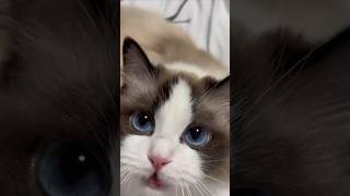 Cat video cute cats kittens💕 [upl. by Mcmillan]