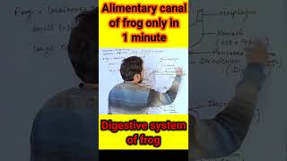 digestive system of Frog  alimentary canal of frog  frog [upl. by Enelam]