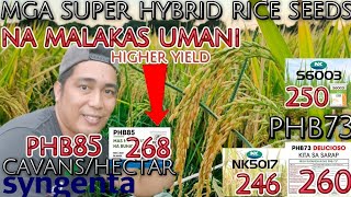 Super Hybrid Rice Seeds  SYNGENTA at PIONEERING na Malalakas Umani  Dry Season [upl. by Llertnac]