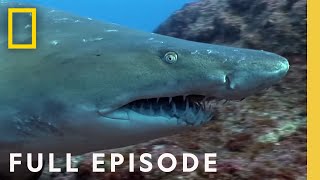 Australias Deadliest Coast Full Episode  When Sharks Attack There Will Be Blood [upl. by Ophelia]