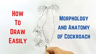 How to draw Alimentary Canal of Cockroach in easy steps  ncert class 11  CBSE Biology [upl. by Cruz]