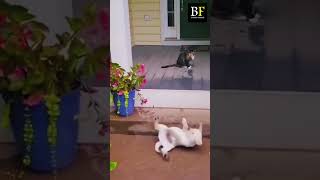 quotBest Funny Cats Dogs Compilation  Animal Momentsquotshorts [upl. by Pappas]