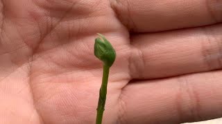 Habenaria Radiata Plants In Bud Egret Orchid [upl. by Eelloh693]