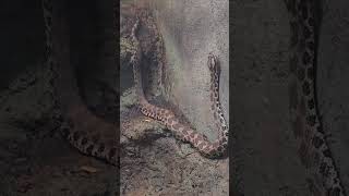 Eastern Massasauga Rattlesnake [upl. by Crofton124]