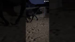 Heute mal freilaufen auf dem Roundpen🩶🩶🩶 horselive horse ricky equestrian [upl. by Aniaz172]